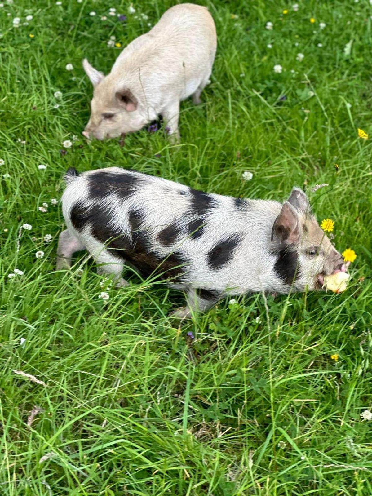 Hotel Stags Hide Minwear Zewnętrze zdjęcie